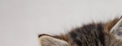 About Cats: Just the facts