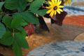 Guidelines for installation of sidewalk pavers