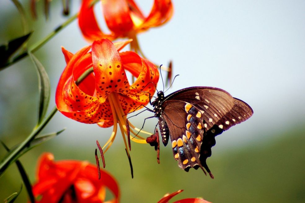 Бабочка в Кингстоне, США