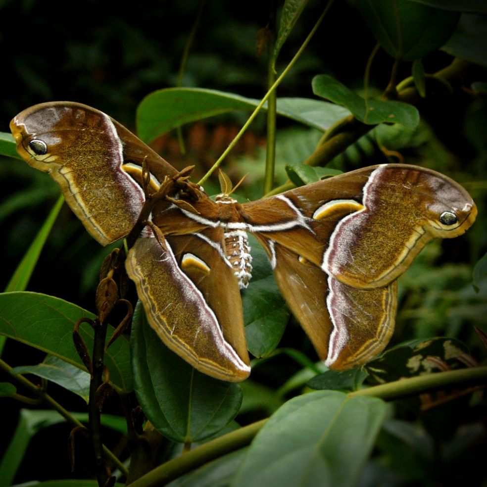 Atlas moth в Лаосе