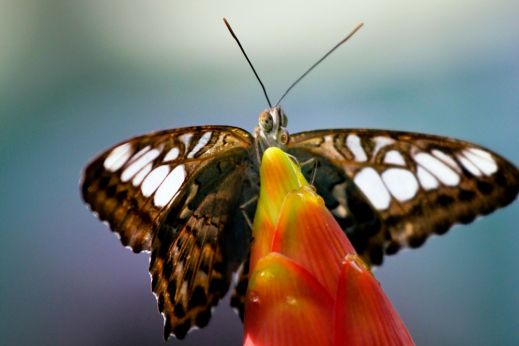 Бабочки — красота созданная природой
