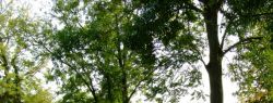 Гитхорн – Северная Венеция в Нидерландах