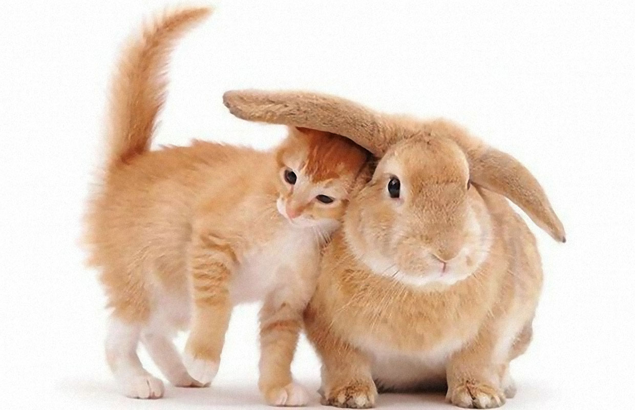 http://mygazeta.com/i/2010/11/funny-cat-picture-when-cats-buy-impractical-hats.jpg
