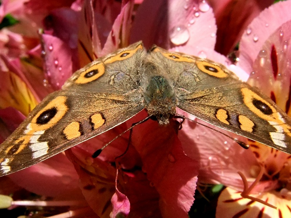 Урок бабочки. Красота бабочек высокого разрешения. Бабочки красота спасет мир. Какая бабочка самая быстрая. Какая бабочка песня