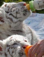 День в фотографии: 22 апреля 2010