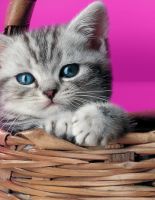 Киски от Whiskas