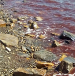 Новости России и мира. Токсичные водоросли под Анапой