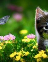 Популярные кошачьи имена: как назвать кота и кошку