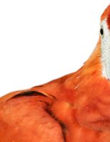 Портреты птиц