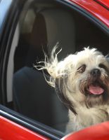 Четвероногий в салоне