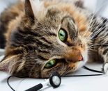 Как отучить кошку грызть провода: 7 эффективных способов