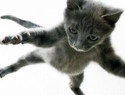 Летающие котэ