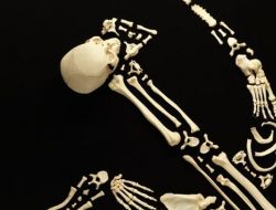 Человеческие кости в искусстве