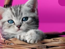 Киски от Whiskas