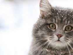 Кошки в снегу