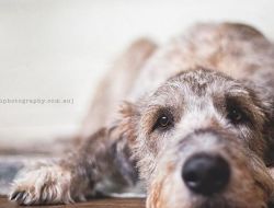 Фотограф Серена Ходсон и ее четвероногие друзья