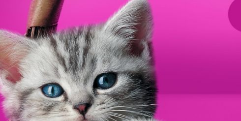 Киски от Whiskas