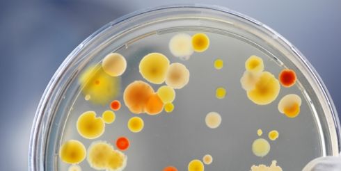 Вирус кори – характеристика возбудителя коревой инфекции