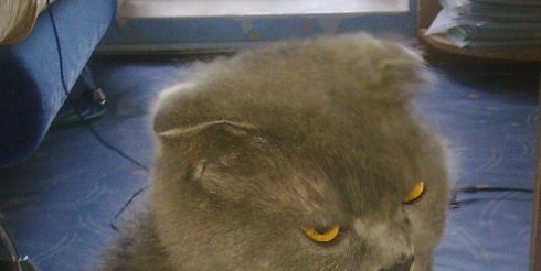 Сегодня Всемирный день кошек