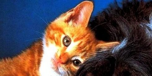 Ежегодный Ветеринарный Фестиваль пройдет с 9 по 11 октября 2013 г. в Сочи