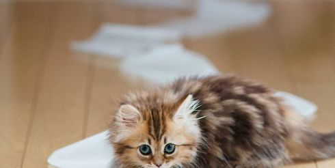 Как отучить кошку гадить где попало