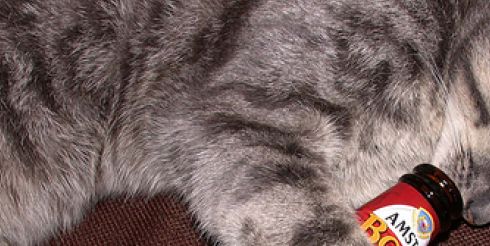 Для домашних питомцев Новый Год может закончится в больнице