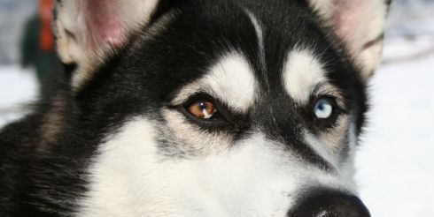 10 самых опасных собак мира