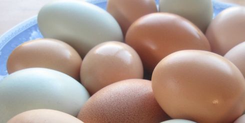 Польза или вред от куриных яиц?