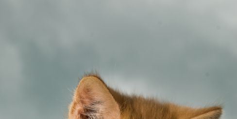 Кошка заберет из дома все плохое