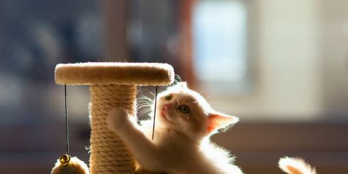 Необычные изобретения для животных