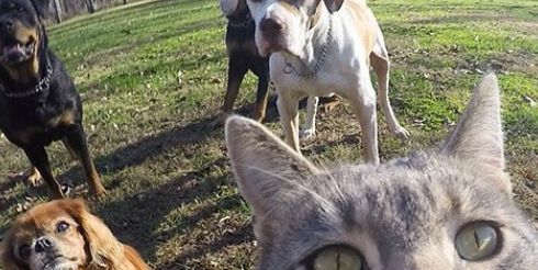 В Instagram появился кот, который сам делает селфи