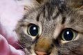 Фелинотерапия: от чего лечат кошки?