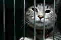 Судебные процессы над животными