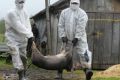 АЧС в Европе: российское бизнес-сообщество намерено уйти на новые рынки