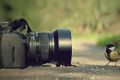 Фотоаппарат для начинающего фотографа