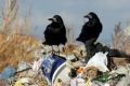 Рязань переходит к цивилизованному рынку обращения с отходами