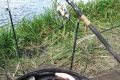 Мотыль: лучшая наживка для рыбы!