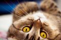 Особенный Whiskas для особенных кошек