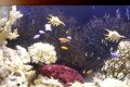 Если хотите купить морской аквариум
