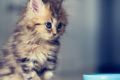 Здоровый котенок, здоровый кот