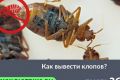 Профессиональное уничтожение клопов в Москве и Московской области холодным и горячим туманом от Biotriks