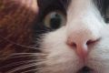 Мокрый нос у кошки – это нормально?