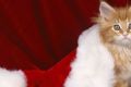 Гороскоп на 2011 год Кота (Кролика)