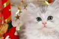 Новый год и кошки