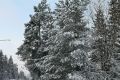Зимние прогулки