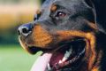 Ученые доказали способность собак вынюхивать рак