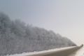 Соль на дорогах отравляет собак и портит автомобили