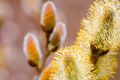 Весна идет