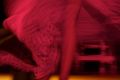 Танцевальная обувь — зачем она нужна и чем отличается от повседневной