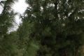 Какие гарантии можно получить на посадку крупномеров?